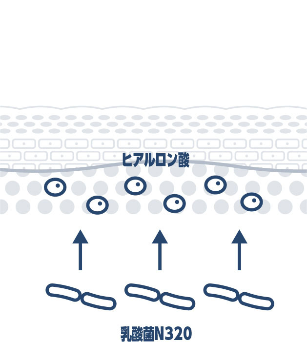 皮膚細胞にヒアルロン酸を作らせる